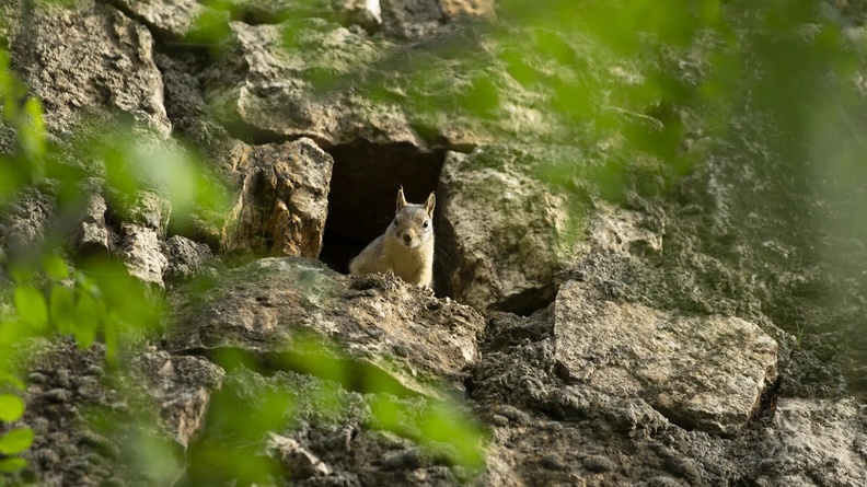 Squirrel 2, Munzur Valley National Park, Tunceli, Turkey